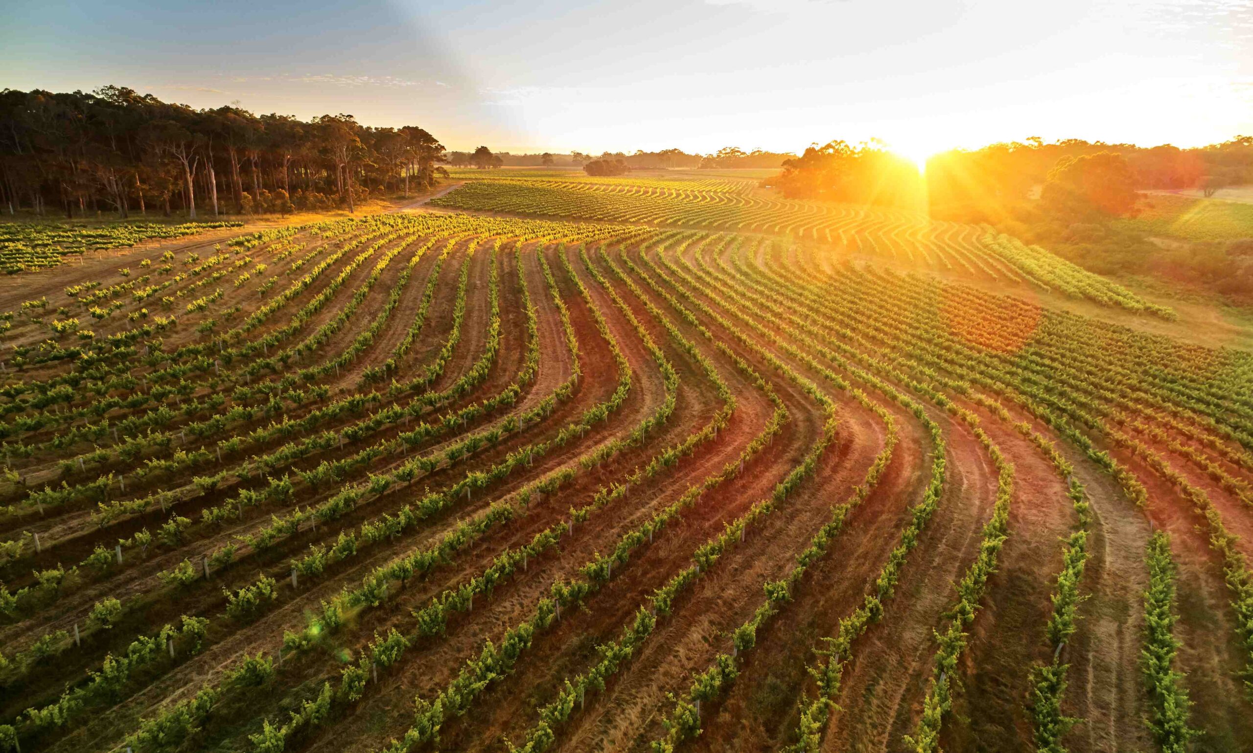 006_20171123_LEEUWIN ESTATE_Drone Vineyards at Dawn 006_20171123_LEEUWIN ESTATE_Drone Vineyards at Dawn