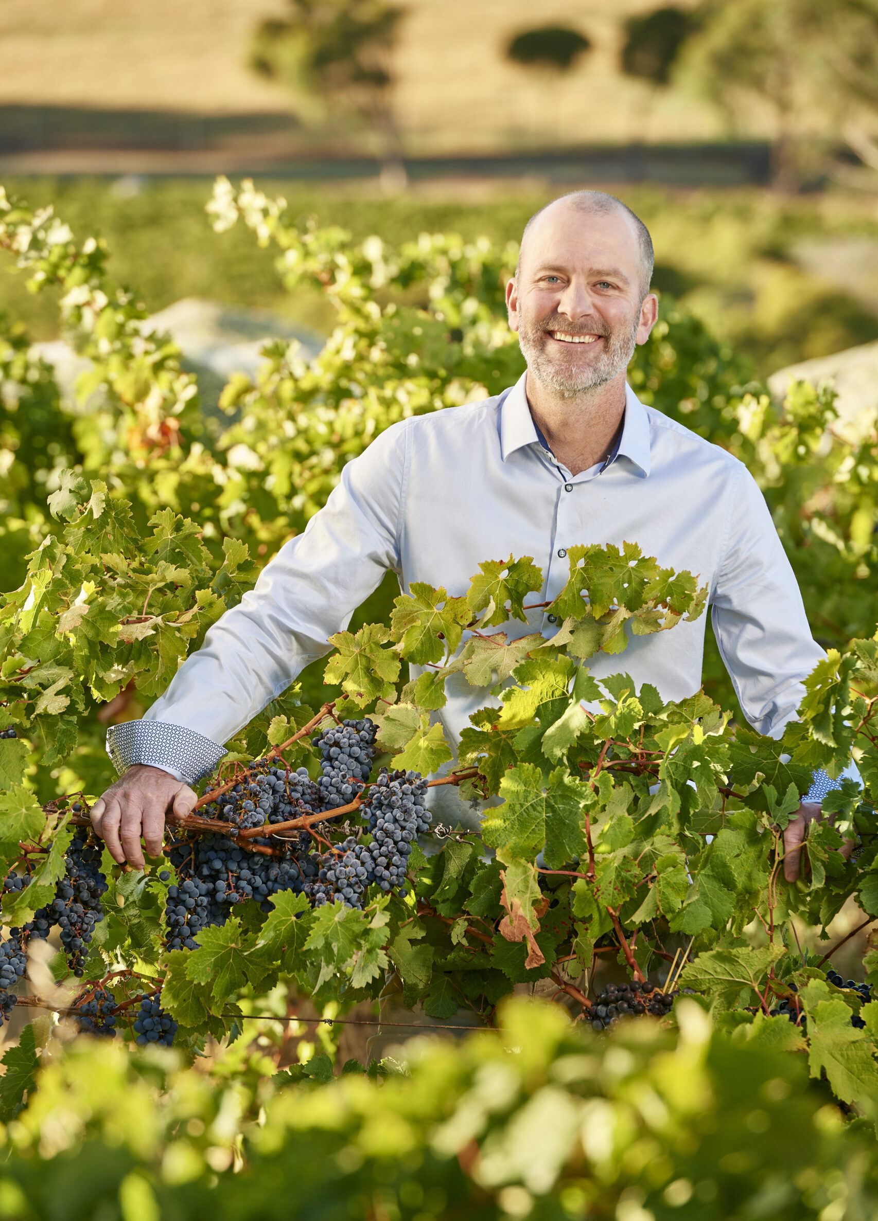 Moss Wood Cab Sav Vintage